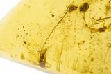 Polished Colombian Copal ( g) - Contains Insects! #304250-2